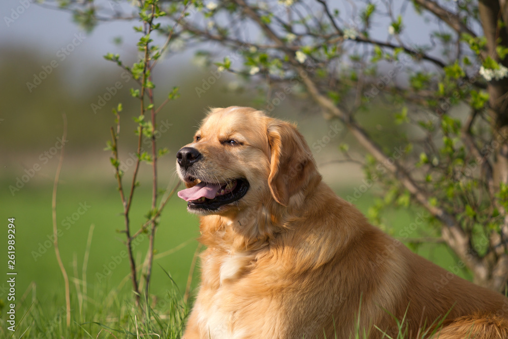 Golden Retriever Mix