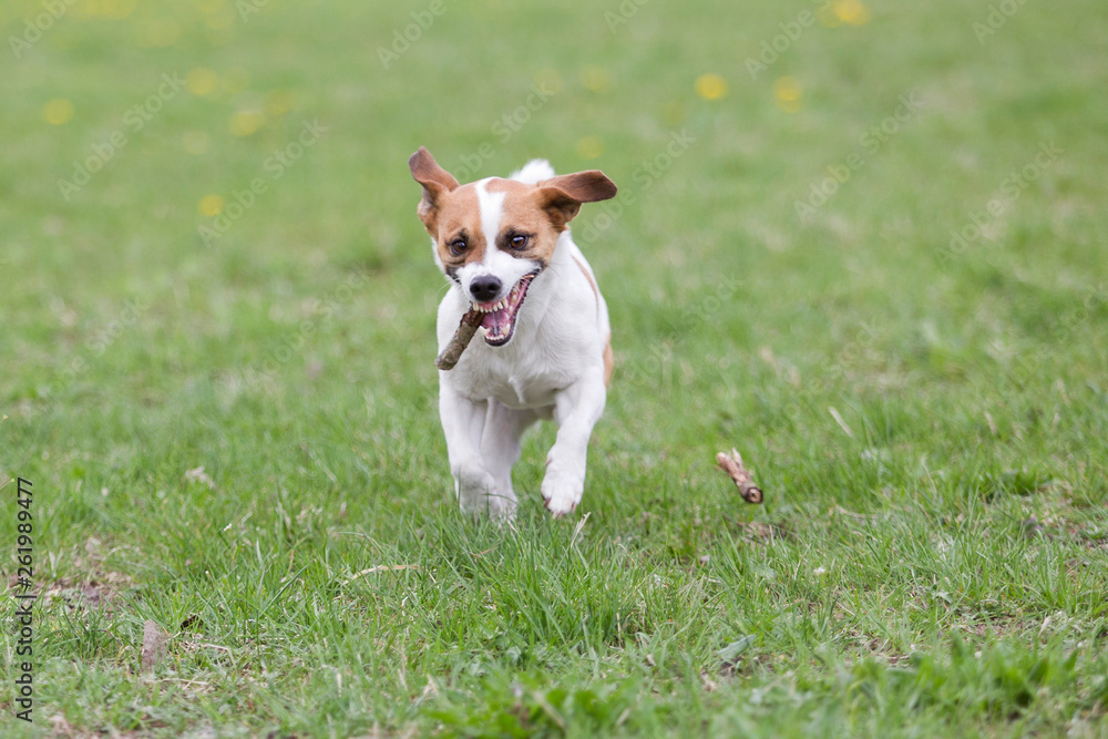 Jack Russel Terrier