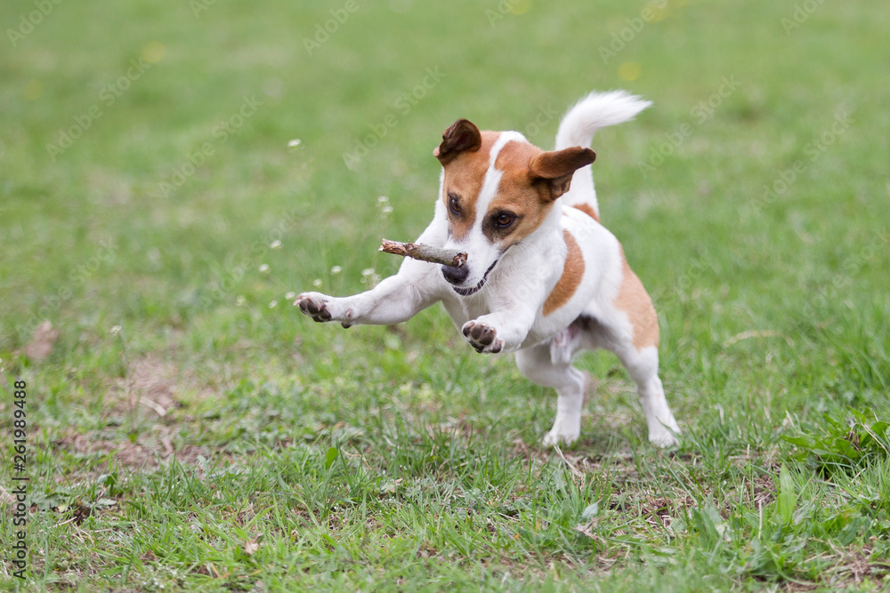 Jack Russel Terrier Jack Russel Terrier