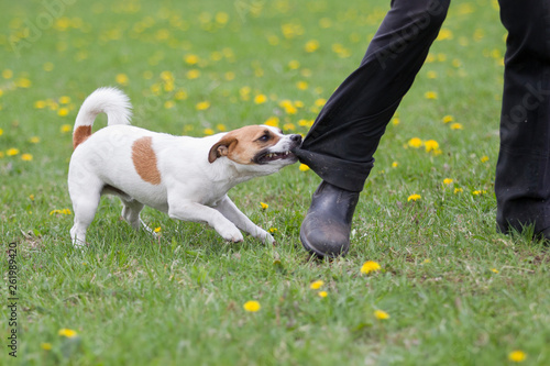 Jack Russel Terrier beißt in ein Hosenbein und lässt nicht mehr los, Hund wird sauer und schnappt zu, knurrender Hund beißt sich fest