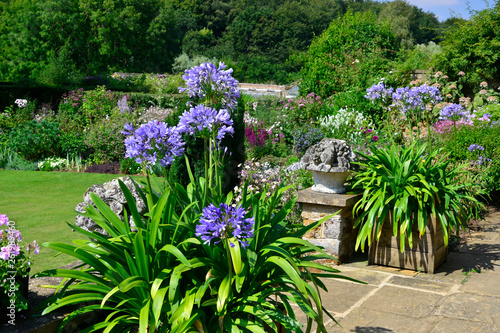 Agapanthus 'Navy Blue' in a container on a terrace