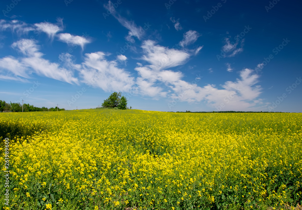 Picturesque canola field and lonely tree under blue sky with white fluffy clouds