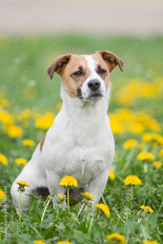 Jack Russel Terrier im Frühling