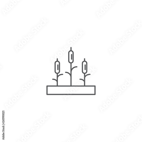 Reeds plant vector icon isolated on white background