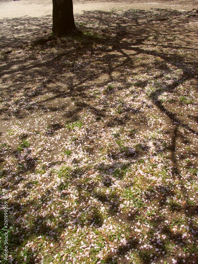 Obraz premium 散った桜の木の影のある公園の広場風景