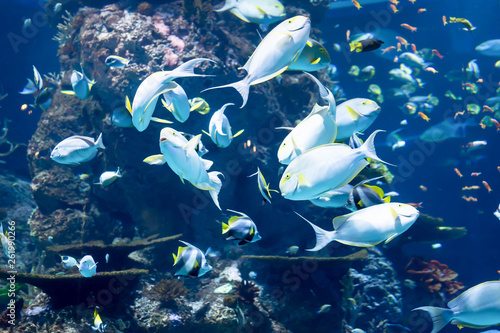 Konstfotografi Blurry photo of a yellowfin surgeon fish Cuvier's surgeonfish in a sea aquarium