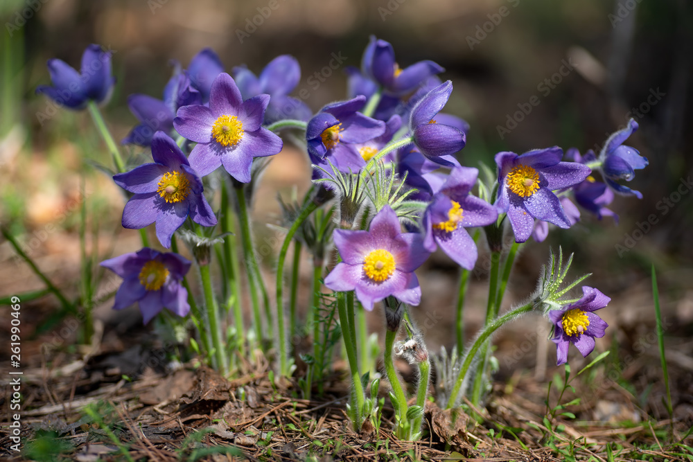 Pasque or anemone flowers with drops of dew in sunny spring forest Pasque or anemone flowers with drops of dew in sunny spring forest