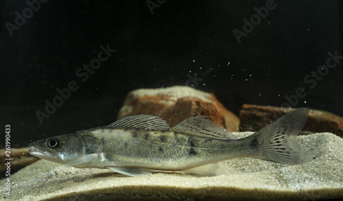 Perch freshwater gamefish Stizostedion lucioperca photo