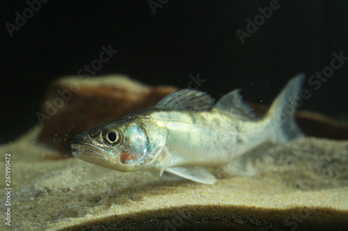 Perch freshwater gamefish Stizostedion lucioperca in the aquarium