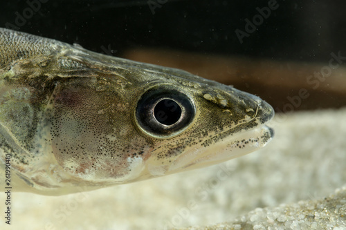 Portrait of Perch freshwater fish Stizostedion lucioperca photo