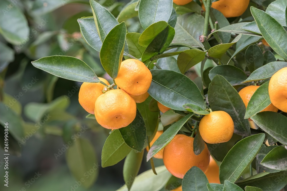 tangerine growing on plant tangerine growing on plant