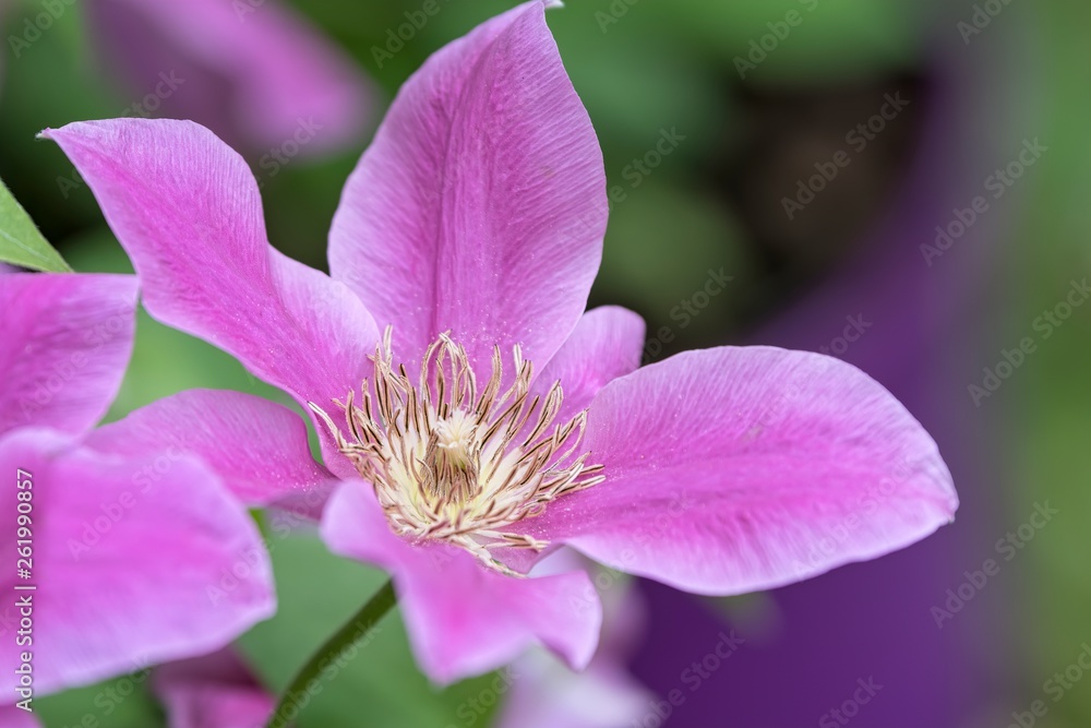 Naklejka premium clemantis flower in bloom in spring