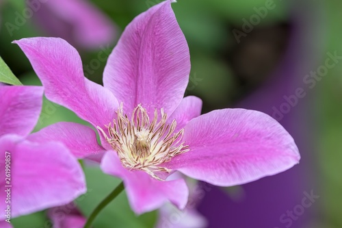 clemantis flower in bloom in spring