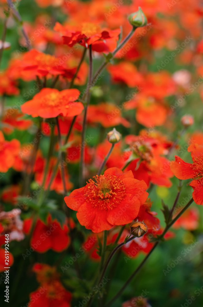 Bright red flowers Geum coccineum Borisii