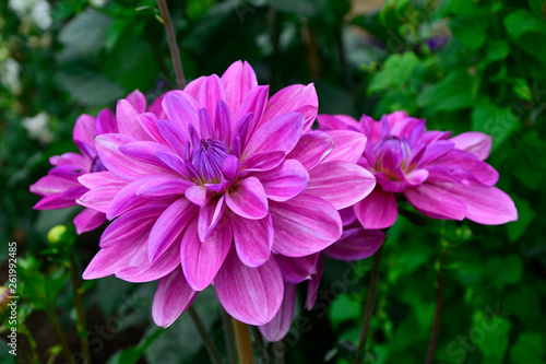 Close up of Dahlia  Sascha  Waterlily type