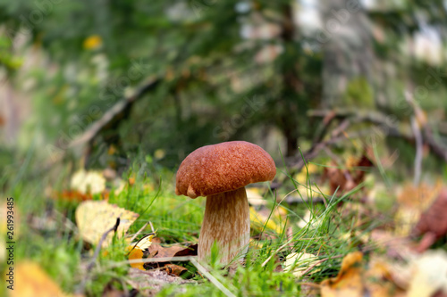 Edible boletus edulis mushroom, known as a penny bun or king bolete growing in a forest - image