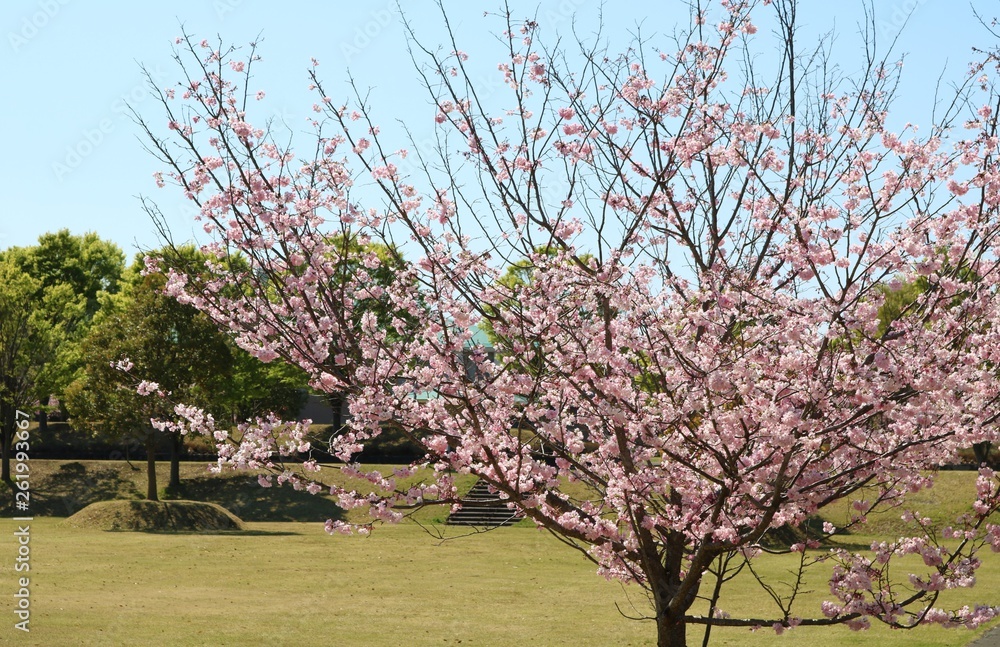Fototapeta premium さくら 風景 満開 栃木