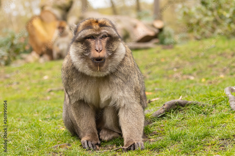 Monkey Monkey
