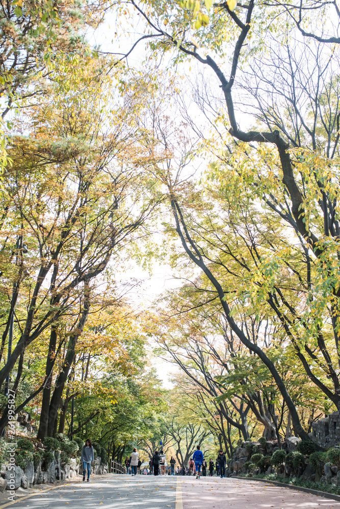 SEOUL, SOUTH KOREA,26 October 2016: Autumn maple tree mountain in Korea