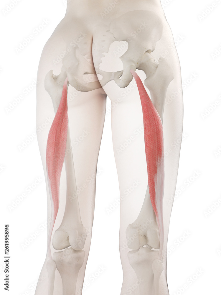 3d rendered medically accurate illustration of a womans Biceps Femoris Longus 3d rendered medically accurate illustration of a womans Biceps Femoris Longus