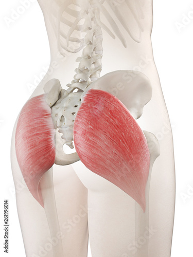 Fotografía 3d rendered medically accurate illustration of a womans gluteus maximus