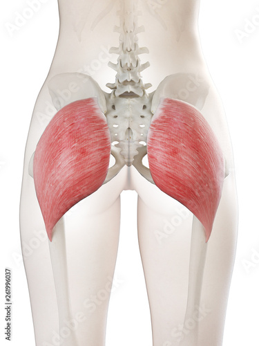 Fotografie 3d rendered medically accurate illustration of a womans gluteus maximus