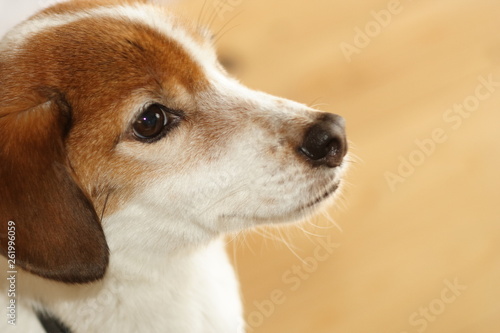 訓練中の犬