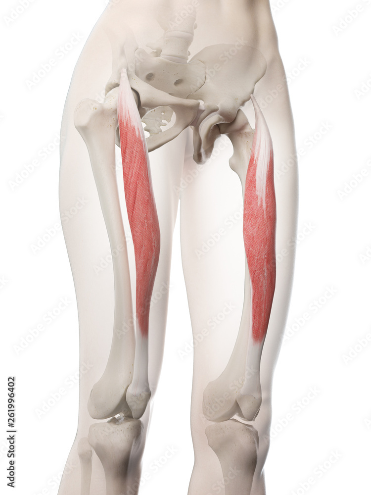 3d rendered medically accurate illustration of a womans Rectus Femoris 3d rendered medically accurate illustration of a womans Rectus Femoris