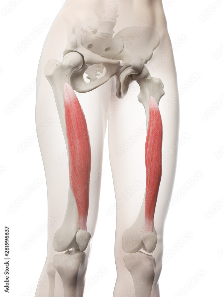 3d rendered medically accurate illustration of a womans Vastus Intermedius 3d rendered medically accurate illustration of a womans Vastus Intermedius