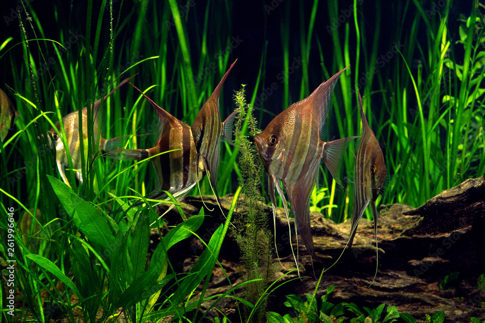 Obraz premium アルタムエンゼルの群れ