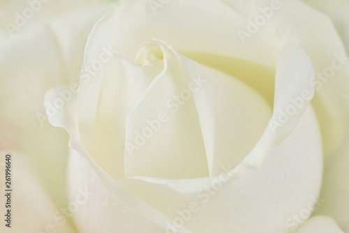 One white rose close-up. Macro photo, beautiful floral background.