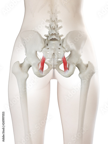 Fotografija 3d rendered medically accurate illustration of a womans Sacrotuberous Ligament