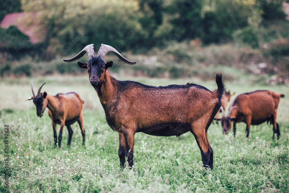 Herd of alpine goats grazing on meadow Herd of alpine goats grazing on meadow