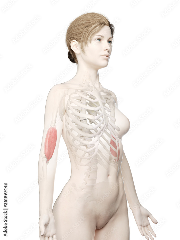 3d rendered medically accurate illustration of a womans Brachialis 3d rendered medically accurate illustration of a womans Brachialis