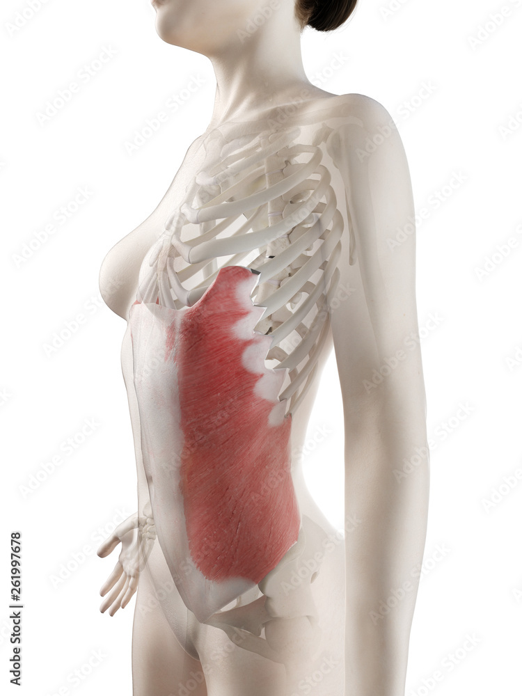 3d rendered medically accurate illustration of a womans External Oblique muscle 3d rendered medically accurate illustration of a womans External Oblique muscle