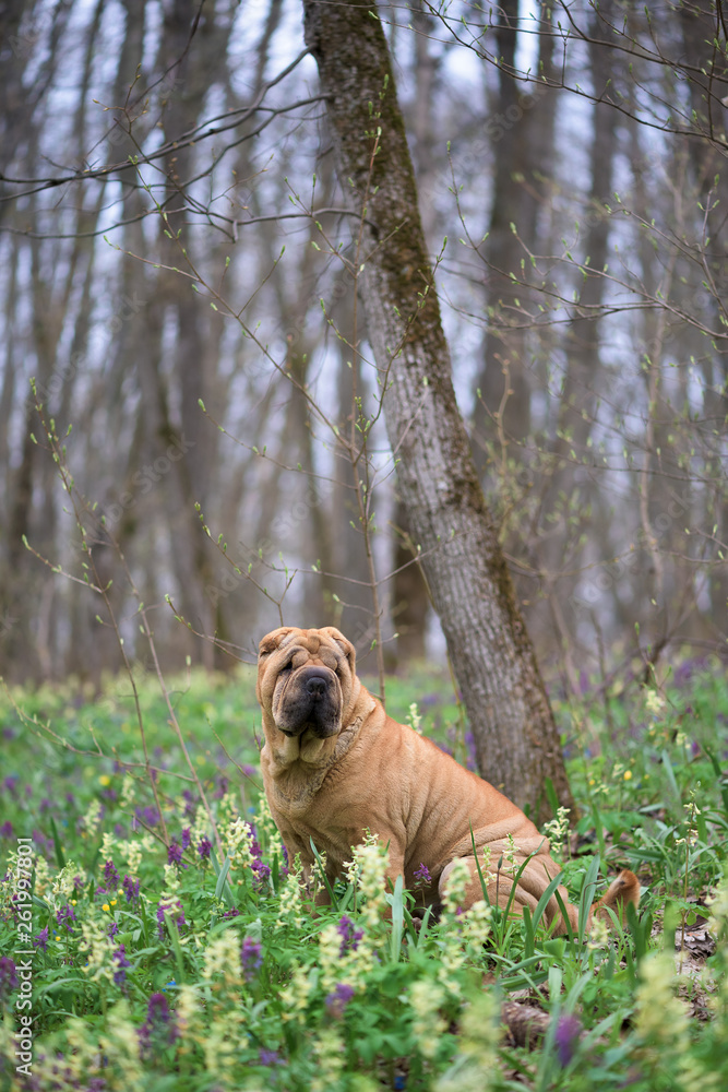 the dog is a purebred Shar-Pei in the woods. spring forest with flowers the dog is a purebred Shar-Pei in the woods. spring forest with flowers