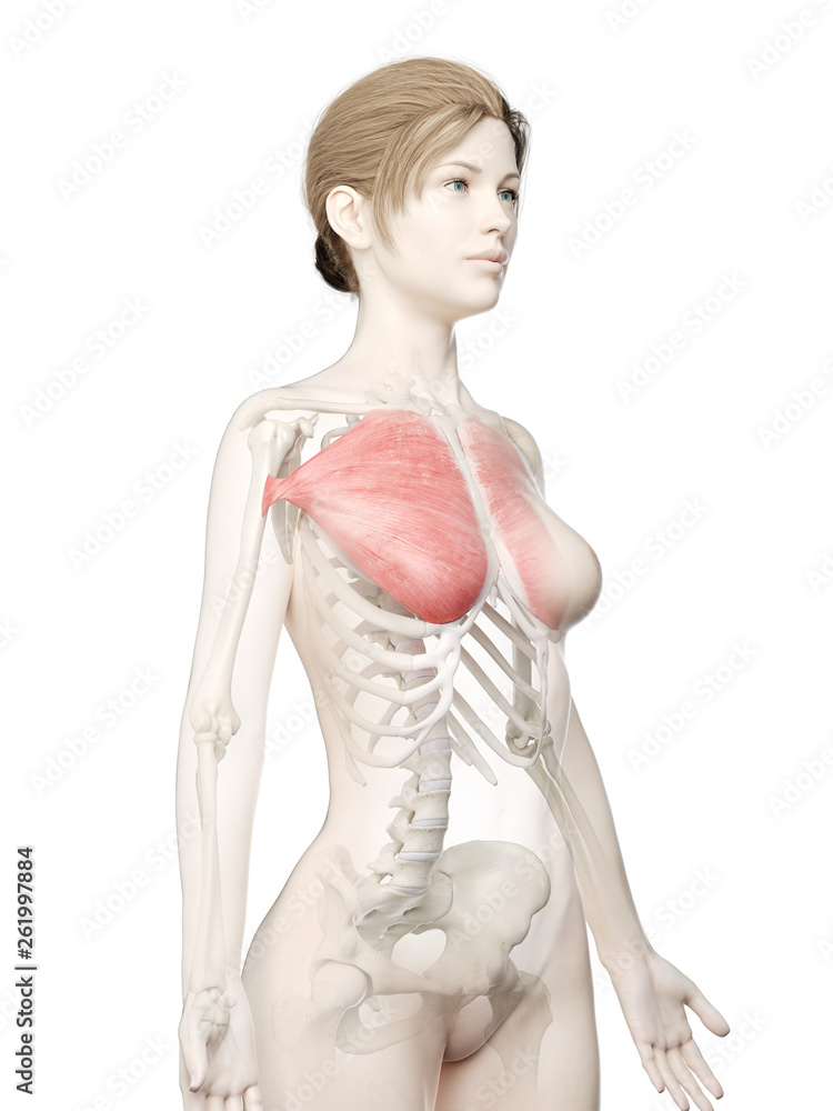 Fototapeta premium 3d rendered medically accurate illustration of a womans Pectoralis Major