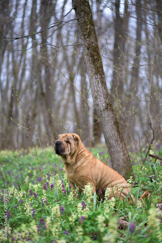 the dog is a purebred Shar-Pei in the woods. spring forest with flowers