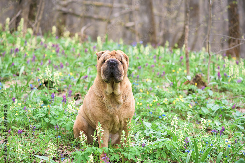 the dog is a purebred Shar-Pei in the woods. red cheerful dog , spring forest with flowers