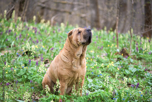 the dog is a purebred Shar-Pei in the woods. red cheerful dog , spring forest with flowers