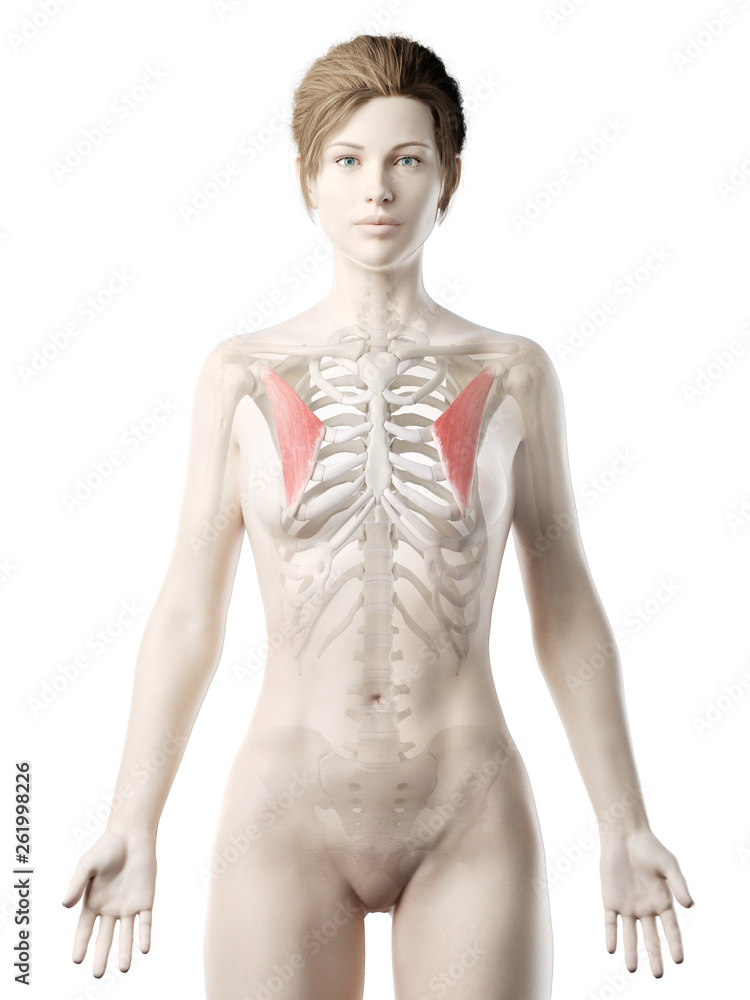 Fototapeta premium 3d rendered medically accurate illustration of a womans Pectoralis Minor