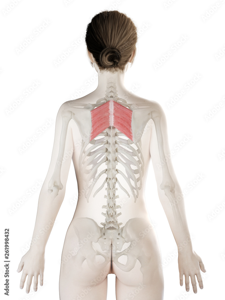 Fototapeta premium 3d rendered medically accurate illustration of a womans Rhomboid Major
