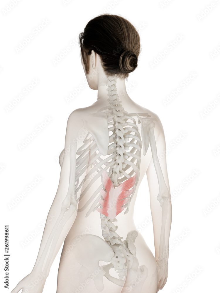 Fototapeta premium 3d rendered medically accurate illustration of a womans Serratus Posterior Inferior