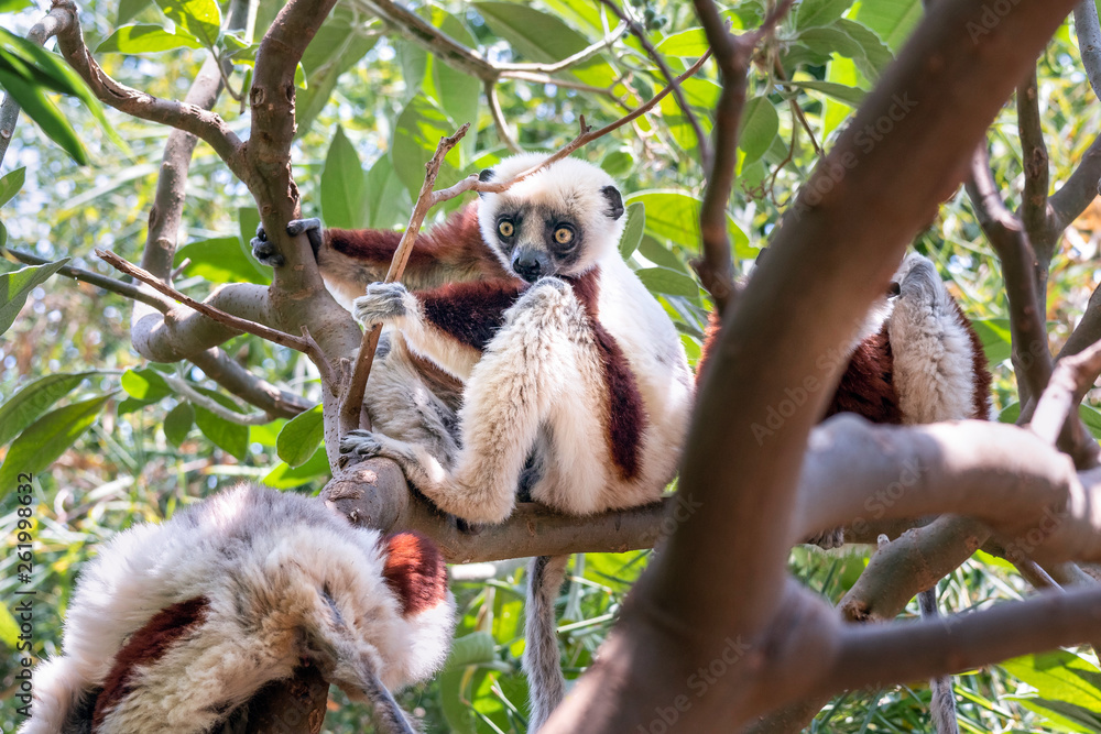 Fototapeta premium Coquerel's sifaka - Propithecus coquereli in its natural environment in Madagascar