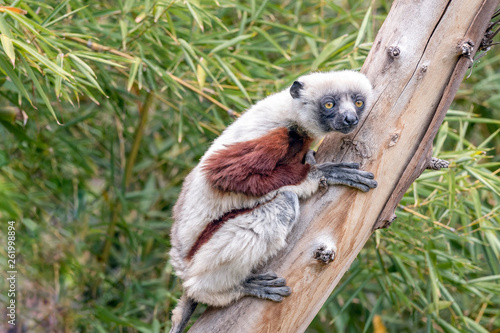 Coquerel's sifaka - Propithecus coquereli in its natural environment in Madagascar photo