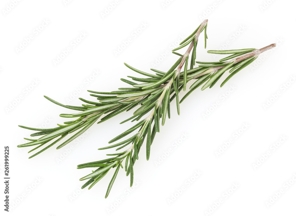Fototapeta premium Fresh rosemary isolated on white background