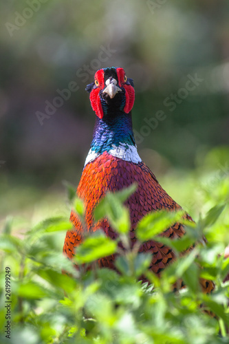 pheasant front portrait