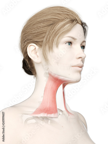 3d rendered medically accurate illustration of a womans platysma photo