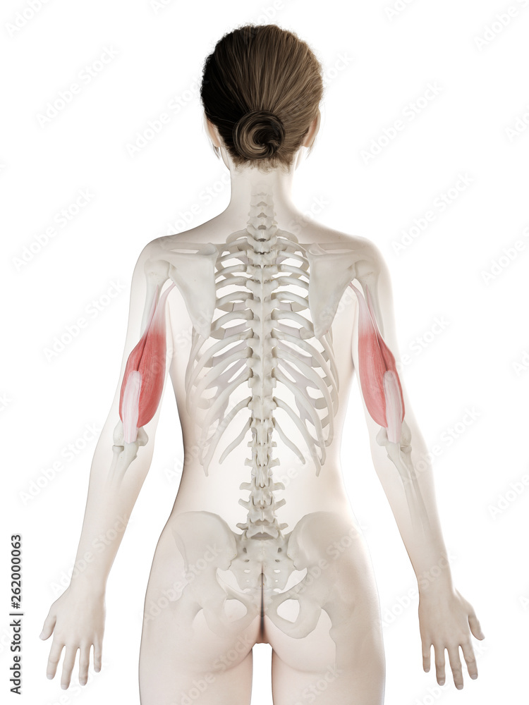 3d rendered medically accurate illustration of a womans Triceps 3d rendered medically accurate illustration of a womans Triceps