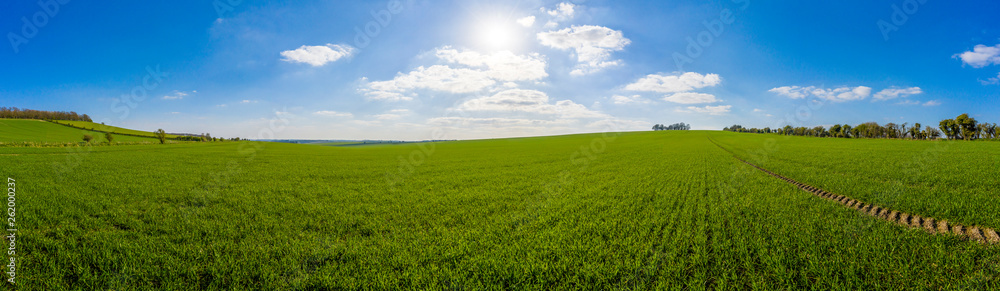 Farmland crops in spring in the English countryside on a clear blue sky day, England panoramic